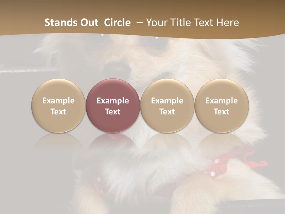 Cute Little Chihuahua-Pomerania N Mix Dog Sitting In Old Fashion Luggage With Pink Outfit PowerPoint Template