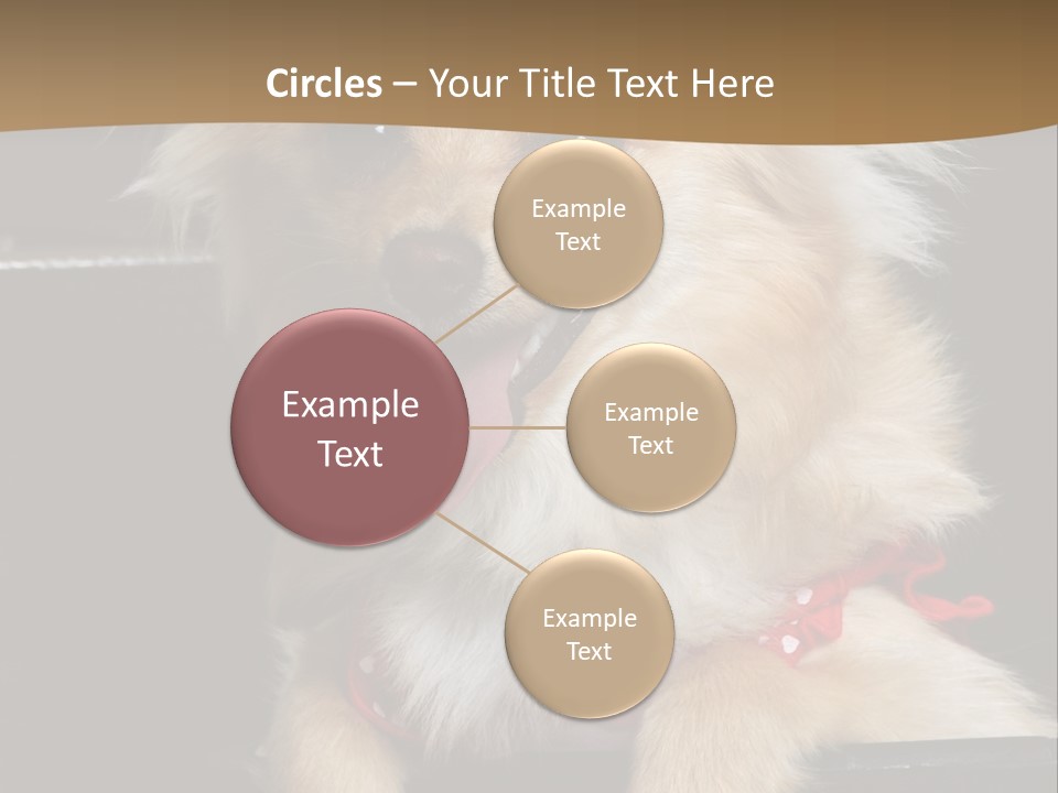 Cute Little Chihuahua-Pomerania N Mix Dog Sitting In Old Fashion Luggage With Pink Outfit PowerPoint Template