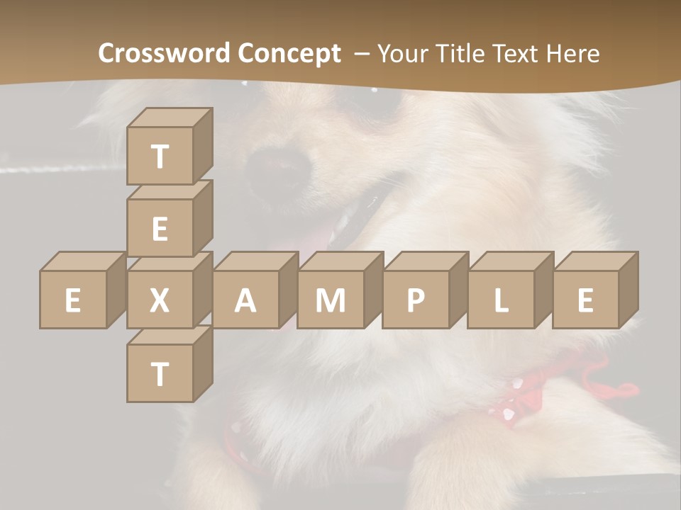 Cute Little Chihuahua-Pomerania N Mix Dog Sitting In Old Fashion Luggage With Pink Outfit PowerPoint Template