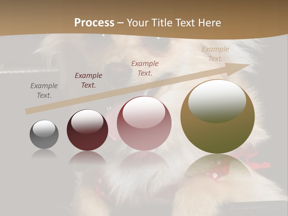 Cute Little Chihuahua-Pomerania N Mix Dog Sitting In Old Fashion Luggage With Pink Outfit PowerPoint Template