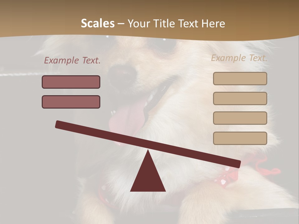 Cute Little Chihuahua-Pomerania N Mix Dog Sitting In Old Fashion Luggage With Pink Outfit PowerPoint Template