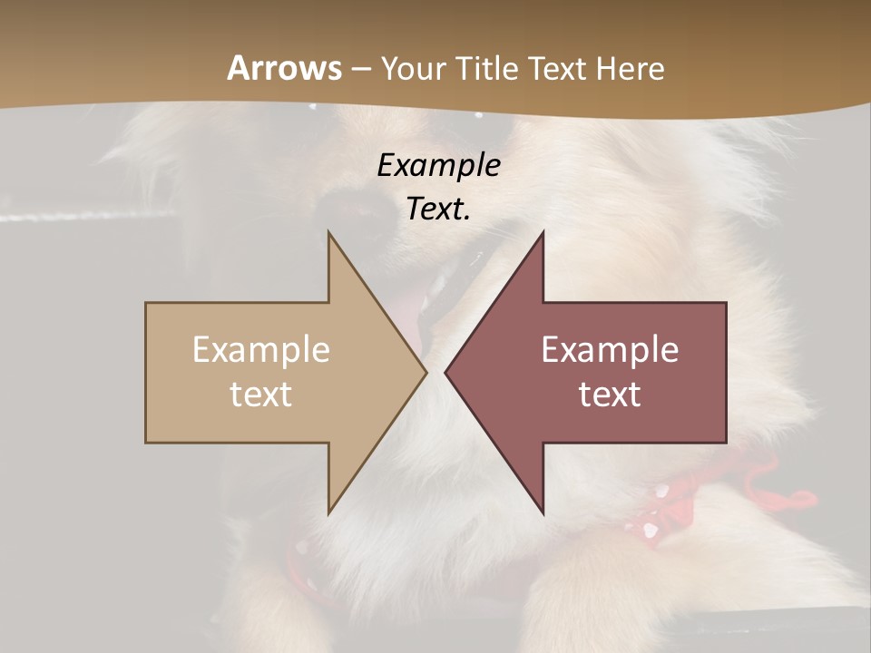 Cute Little Chihuahua-Pomerania N Mix Dog Sitting In Old Fashion Luggage With Pink Outfit PowerPoint Template