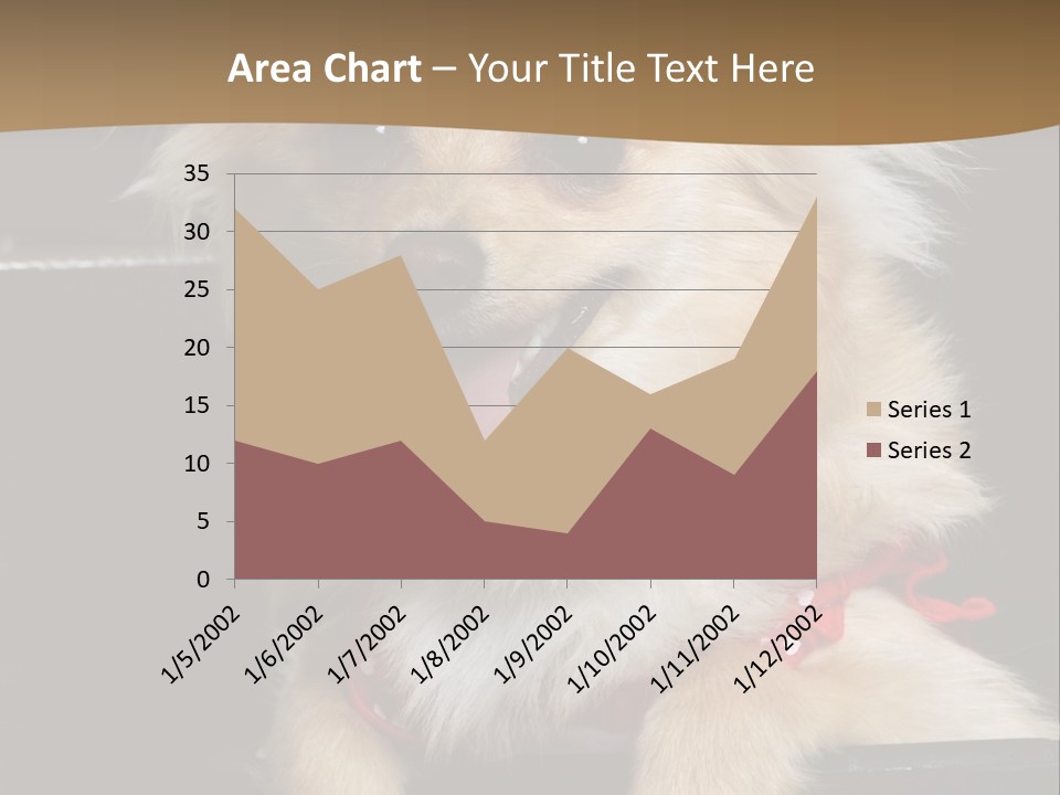 Cute Little Chihuahua-Pomerania N Mix Dog Sitting In Old Fashion Luggage With Pink Outfit PowerPoint Template