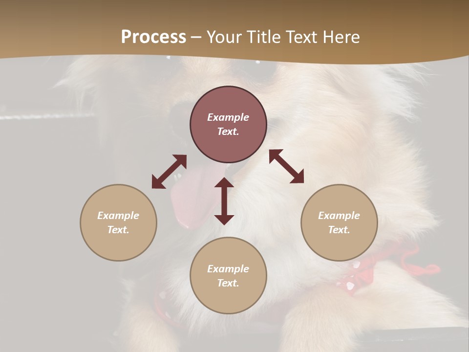 Cute Little Chihuahua-Pomerania N Mix Dog Sitting In Old Fashion Luggage With Pink Outfit PowerPoint Template