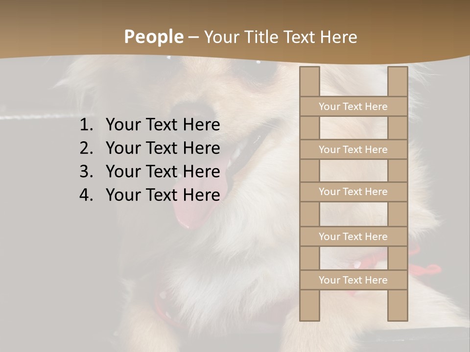 Cute Little Chihuahua-Pomerania N Mix Dog Sitting In Old Fashion Luggage With Pink Outfit PowerPoint Template