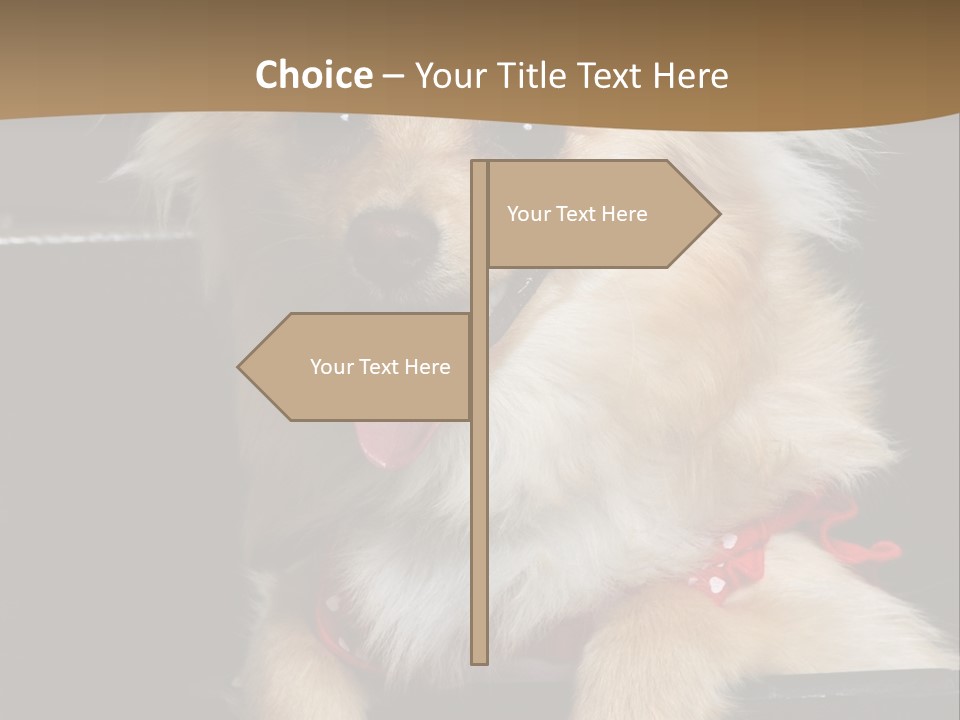 Cute Little Chihuahua-Pomerania N Mix Dog Sitting In Old Fashion Luggage With Pink Outfit PowerPoint Template