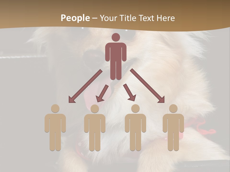 Cute Little Chihuahua-Pomerania N Mix Dog Sitting In Old Fashion Luggage With Pink Outfit PowerPoint Template