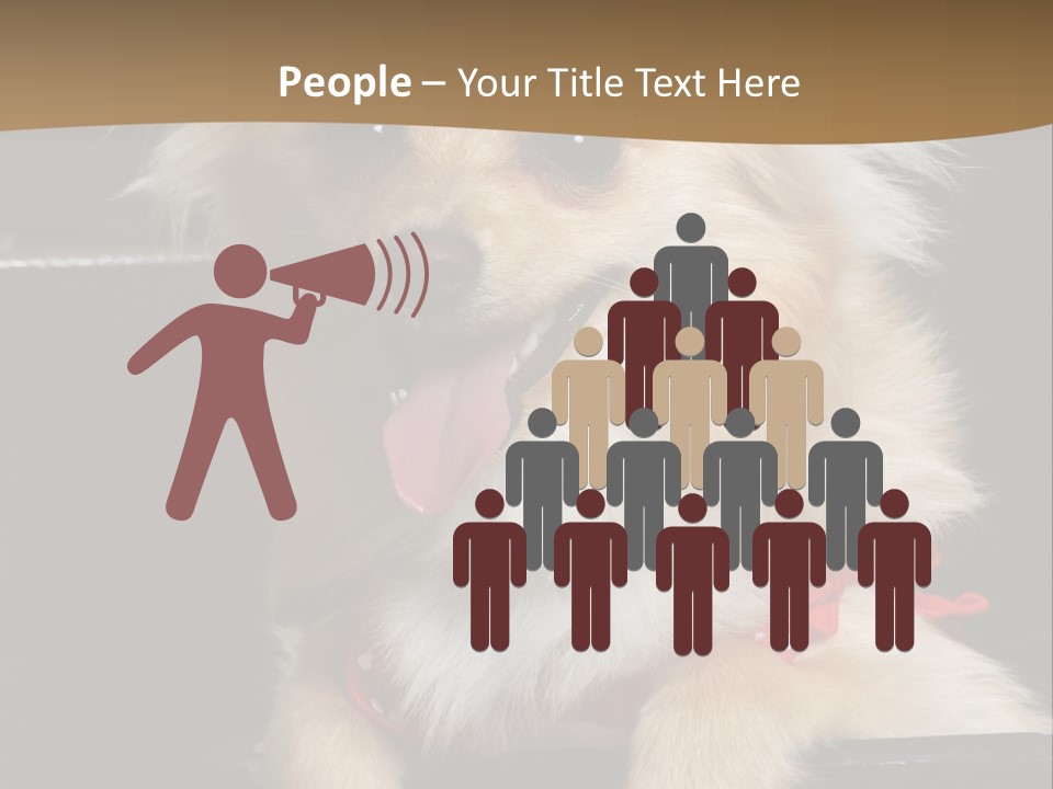 Cute Little Chihuahua-Pomerania N Mix Dog Sitting In Old Fashion Luggage With Pink Outfit PowerPoint Template