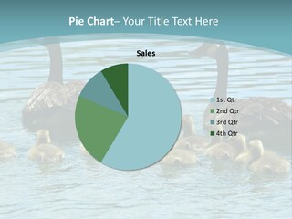 Canada Geese With Goslings Swimming PowerPoint Template