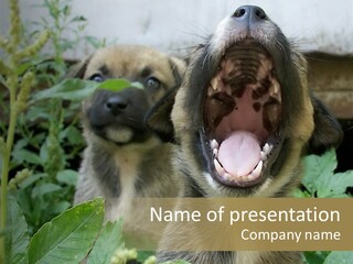 Big Yawn PowerPoint Template