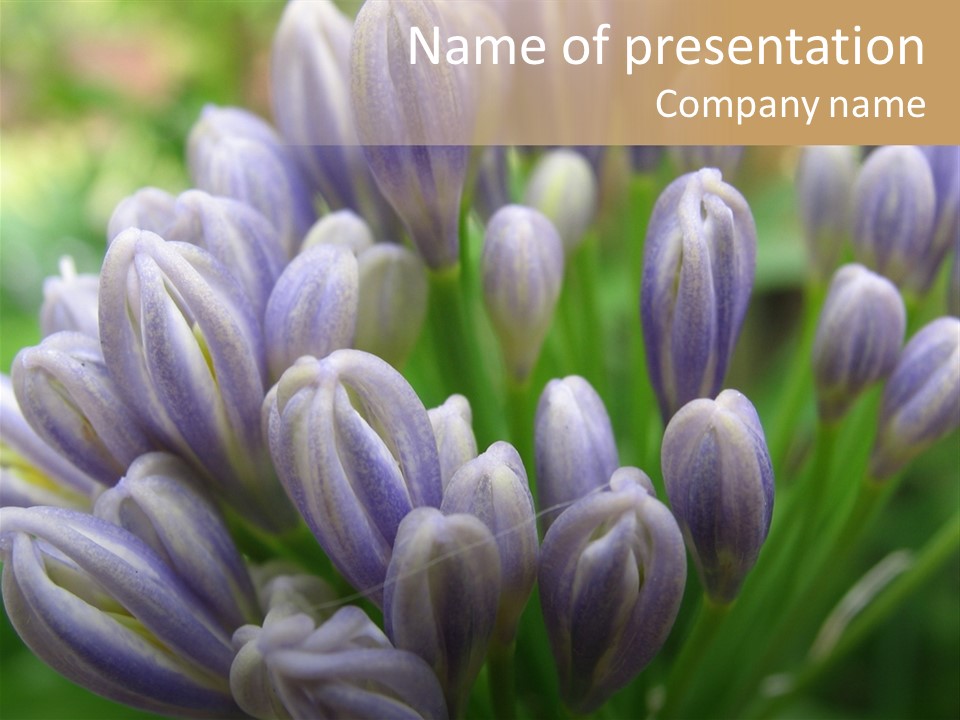 Agapanthas Unopened PowerPoint Template