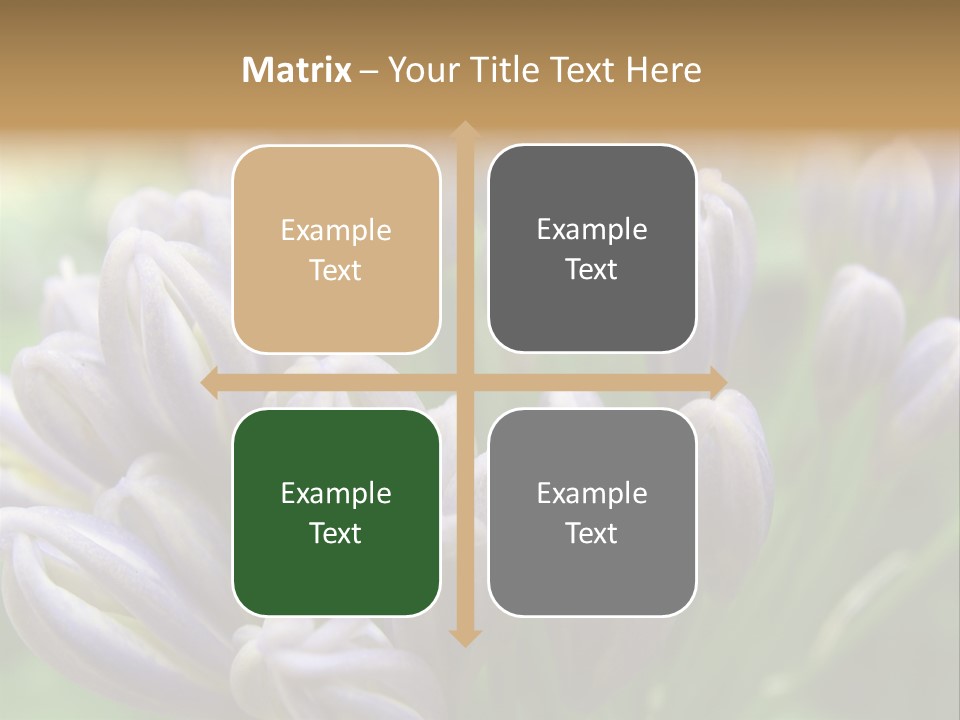 Agapanthas Unopened PowerPoint Template