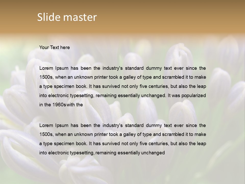 Agapanthas Unopened PowerPoint Template