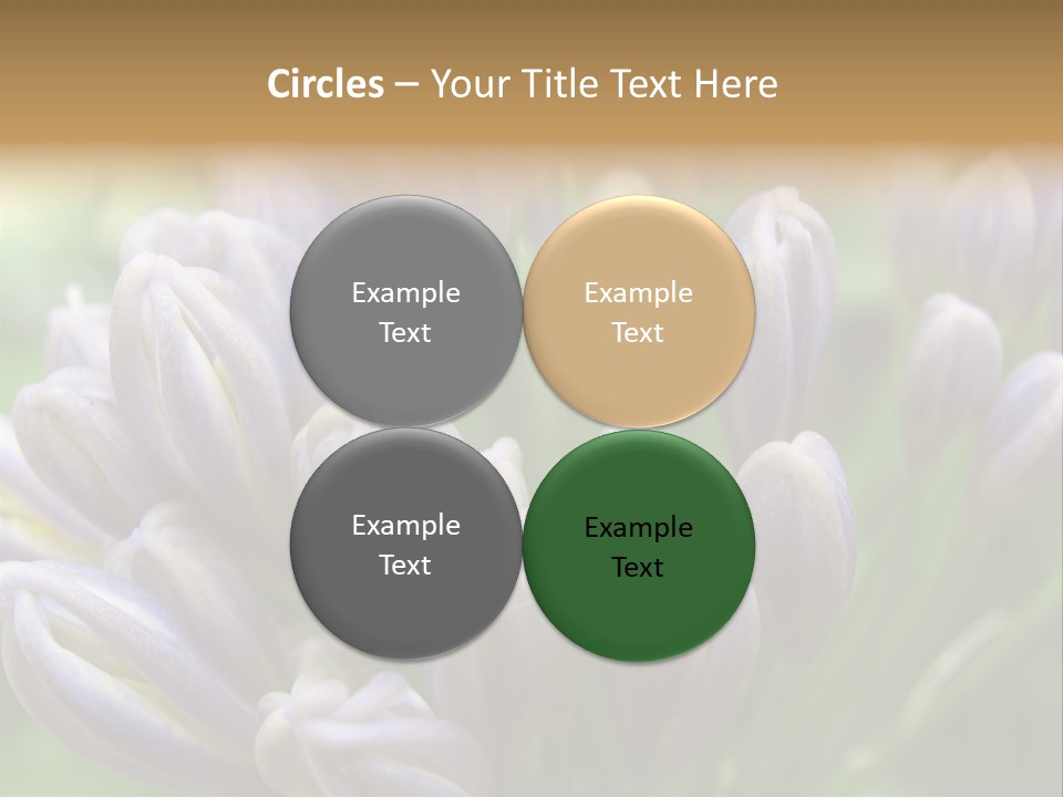 Agapanthas Unopened PowerPoint Template