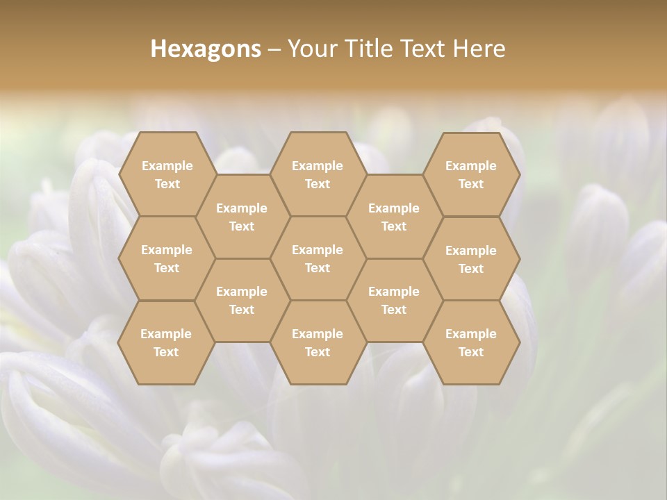 Agapanthas Unopened PowerPoint Template
