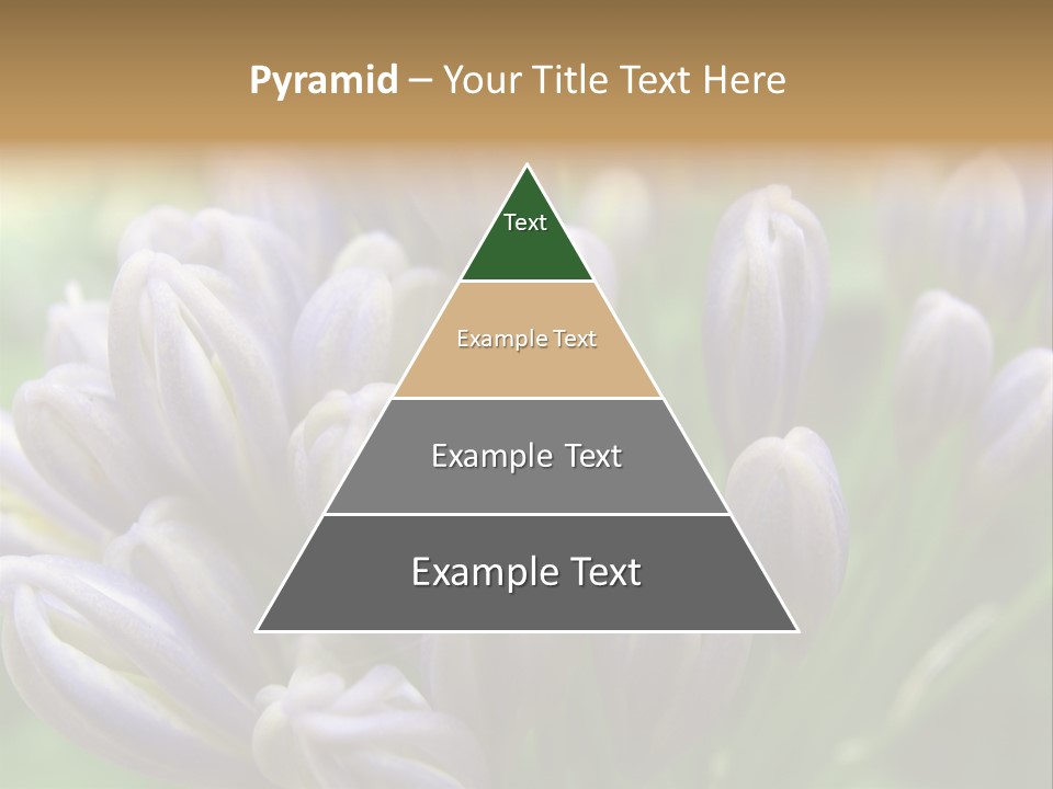 Agapanthas Unopened PowerPoint Template
