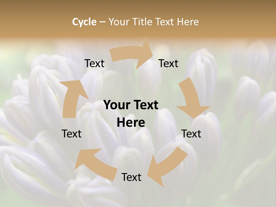 Agapanthas Unopened PowerPoint Template