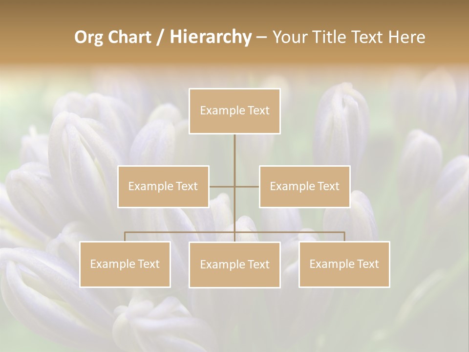 Agapanthas Unopened PowerPoint Template