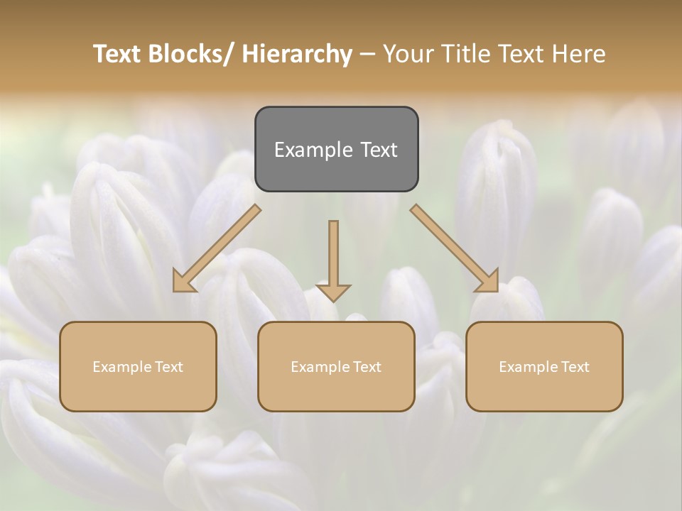 Agapanthas Unopened PowerPoint Template