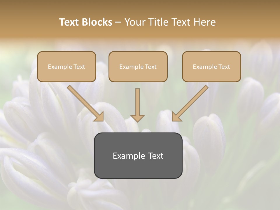Agapanthas Unopened PowerPoint Template