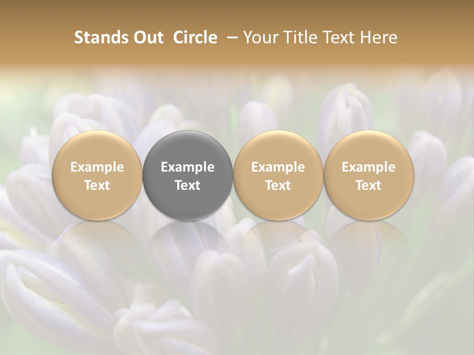 Agapanthas Unopened PowerPoint Template