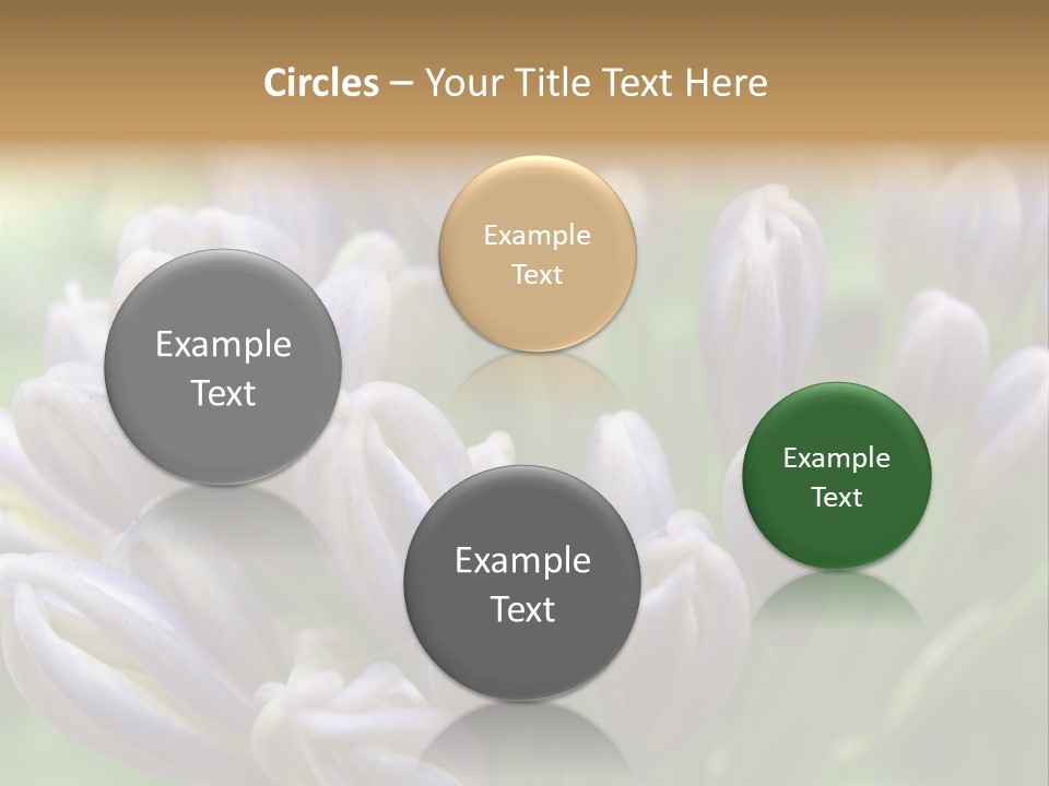 Agapanthas Unopened PowerPoint Template