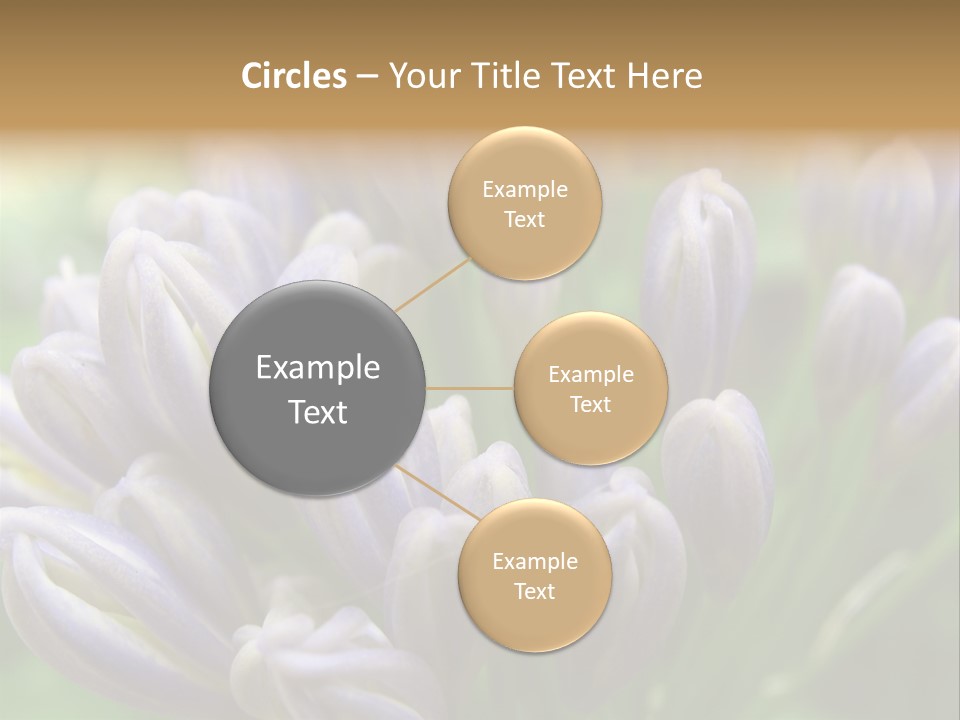 Agapanthas Unopened PowerPoint Template