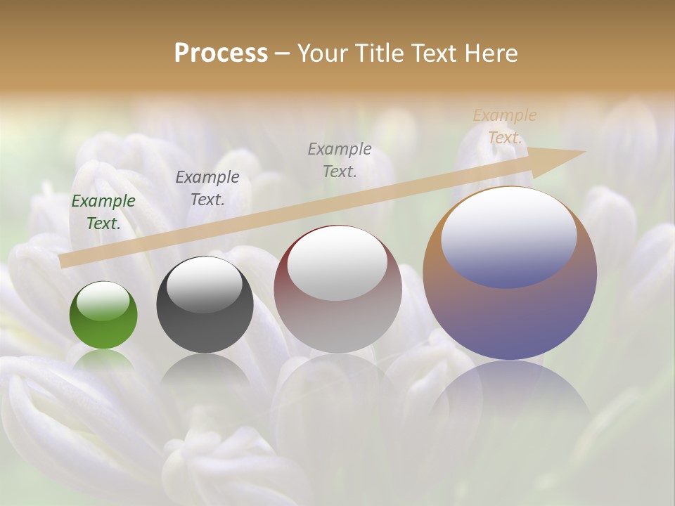 Agapanthas Unopened PowerPoint Template