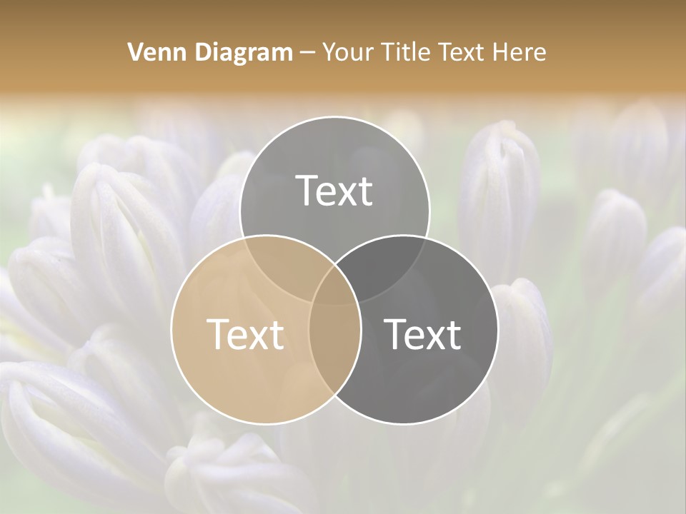 Agapanthas Unopened PowerPoint Template