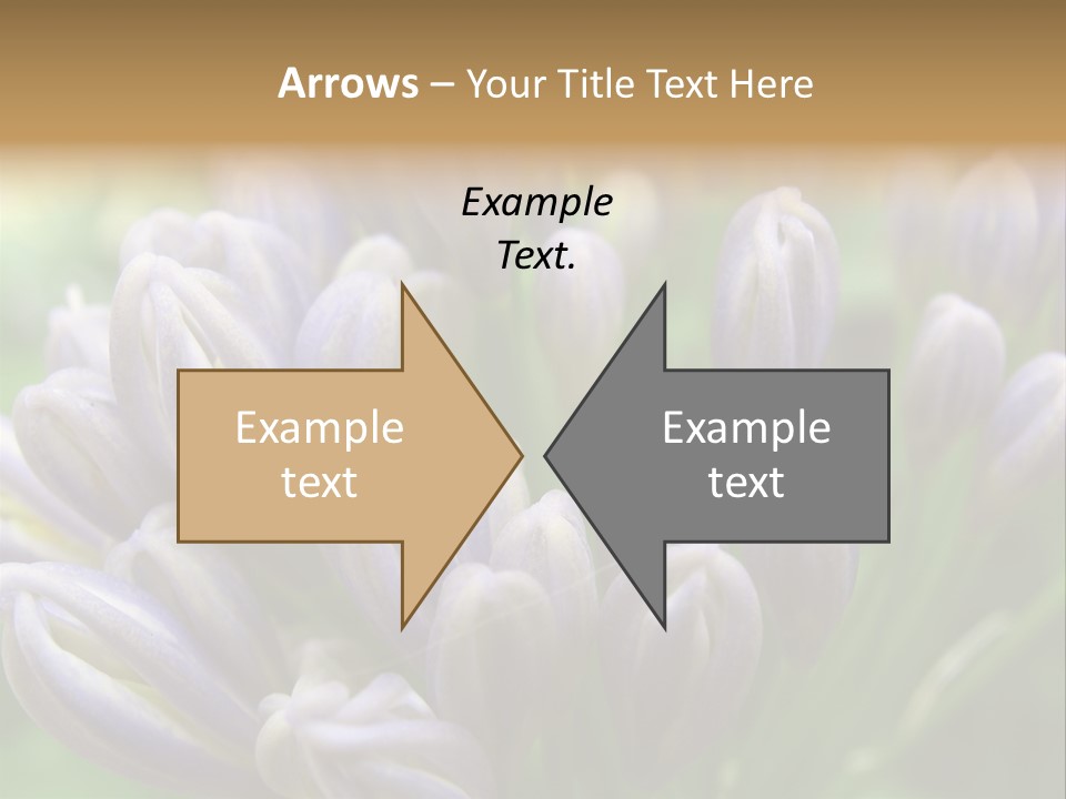 Agapanthas Unopened PowerPoint Template