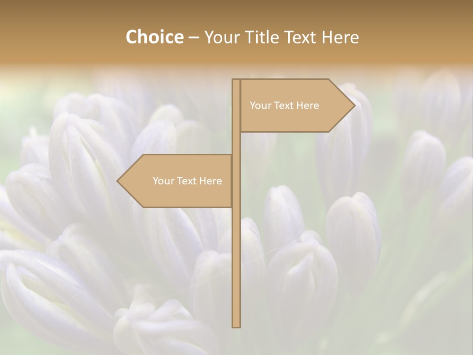 Agapanthas Unopened PowerPoint Template