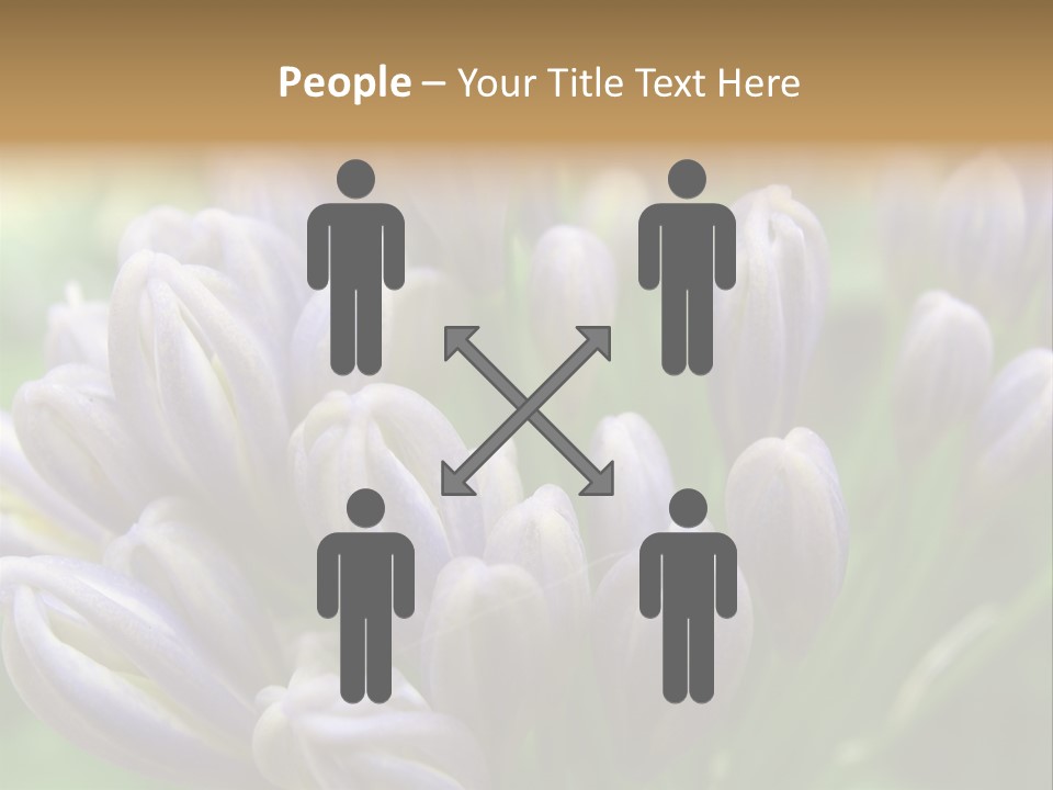 Agapanthas Unopened PowerPoint Template