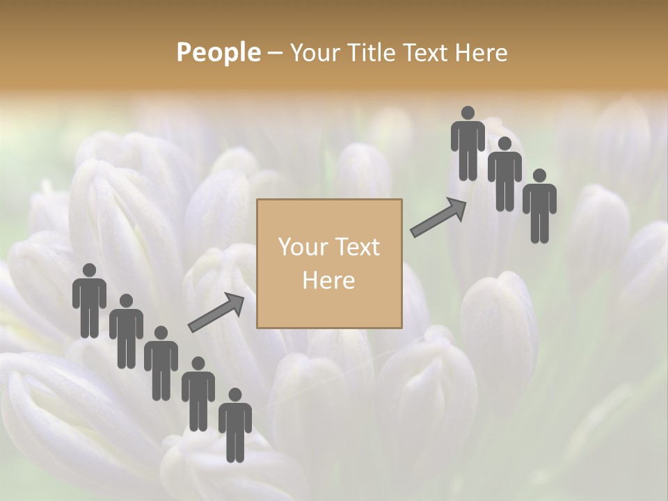 Agapanthas Unopened PowerPoint Template