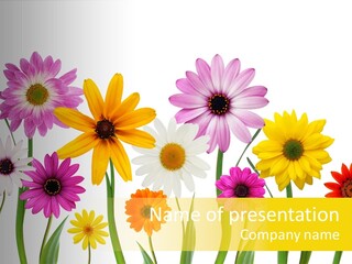 Spring Flowers PowerPoint Template