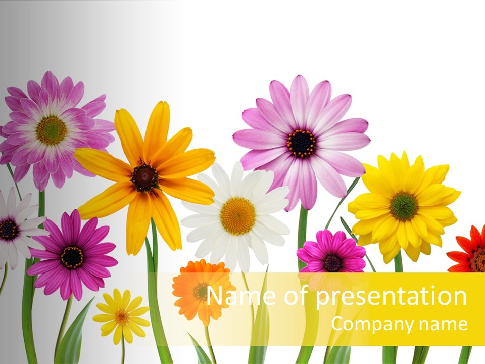 Spring Flowers PowerPoint Template