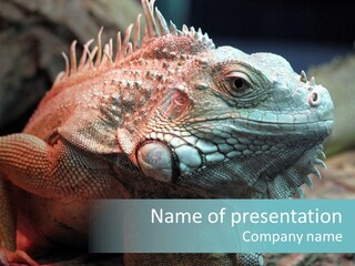 Big Iguana Lizard In Terrarium PowerPoint Template