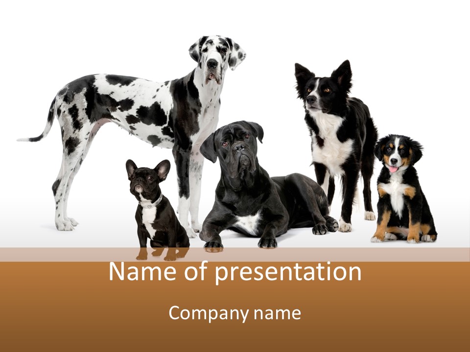 Group Of Dogs In Front Of A White Background PowerPoint Template