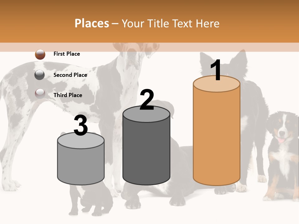 Group Of Dogs In Front Of A White Background PowerPoint Template