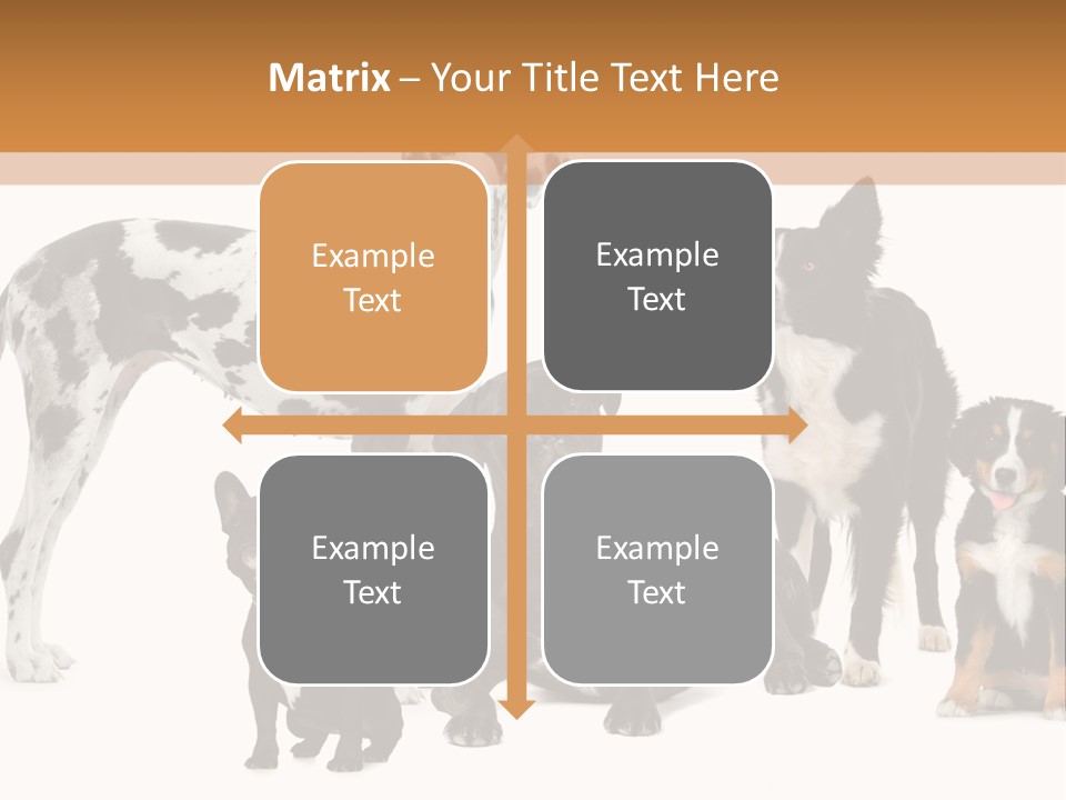 Group Of Dogs In Front Of A White Background PowerPoint Template