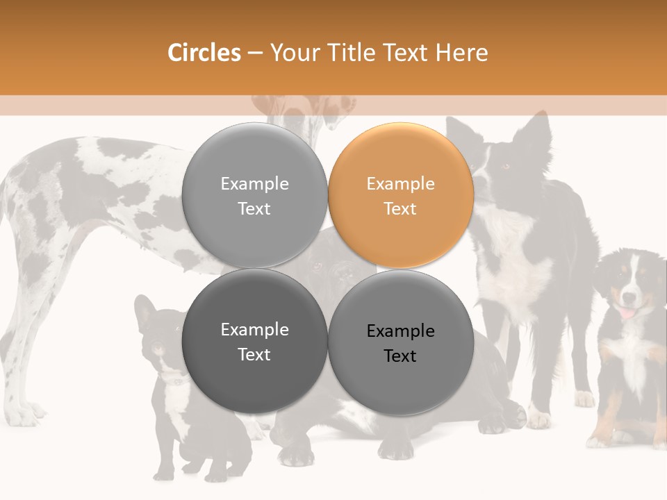 Group Of Dogs In Front Of A White Background PowerPoint Template