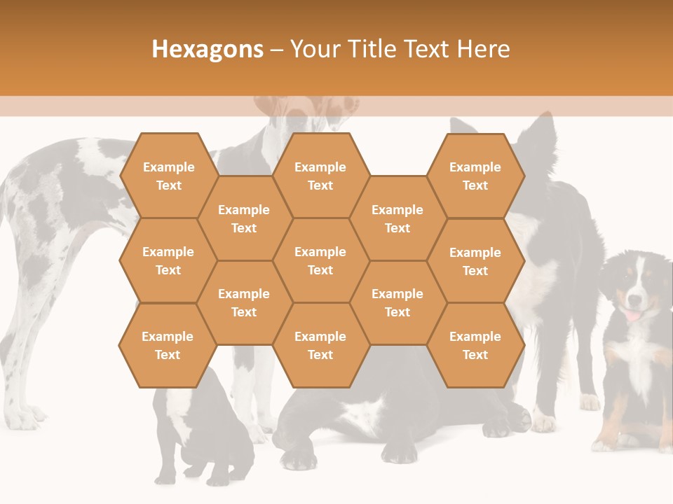 Group Of Dogs In Front Of A White Background PowerPoint Template