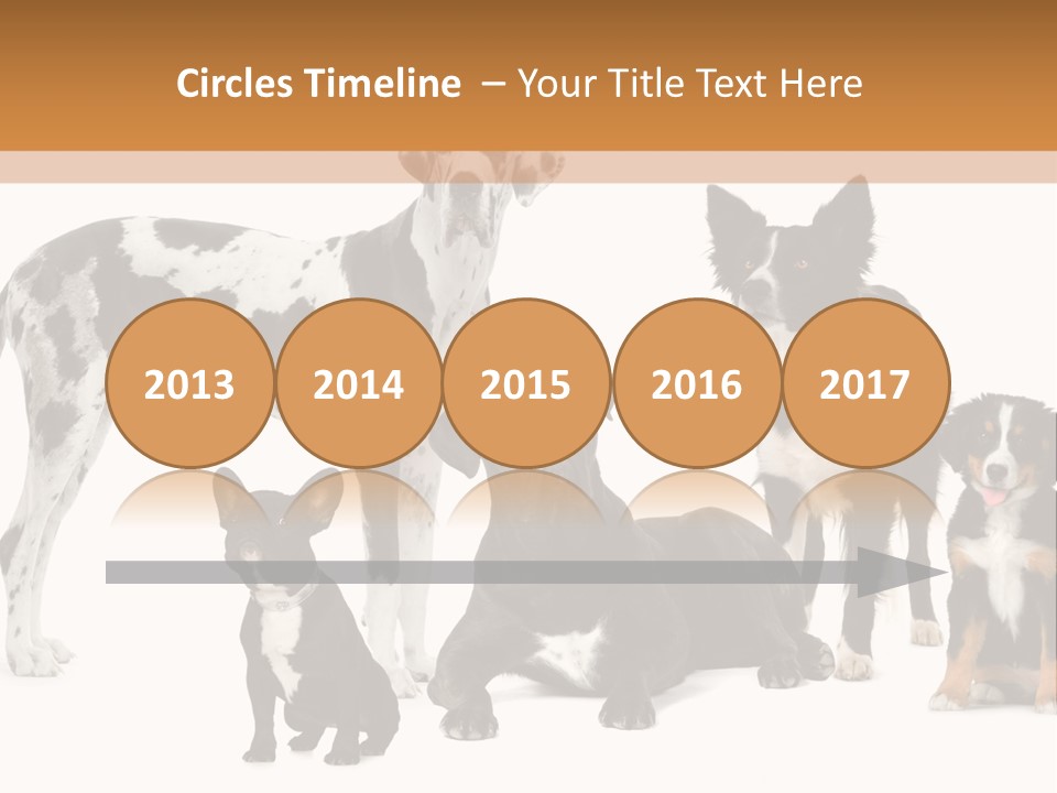 Group Of Dogs In Front Of A White Background PowerPoint Template