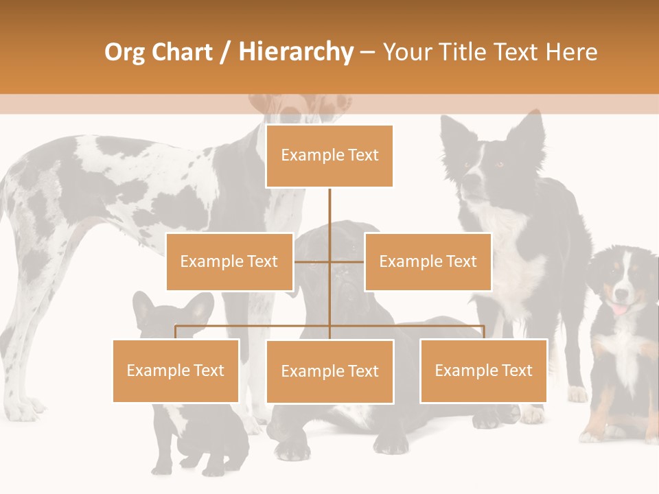 Group Of Dogs In Front Of A White Background PowerPoint Template
