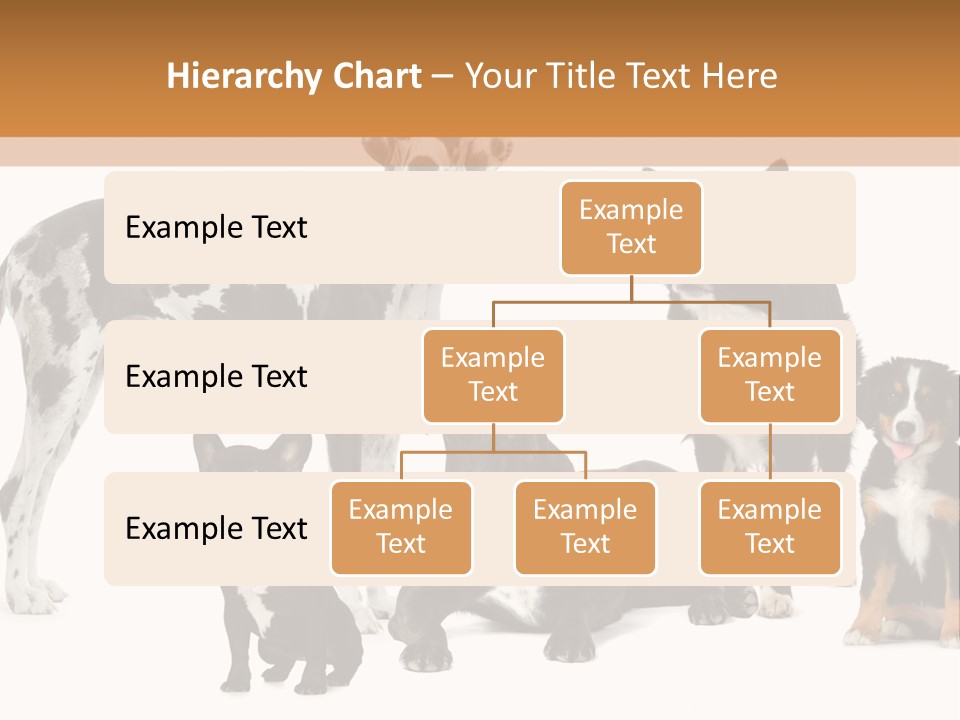 Group Of Dogs In Front Of A White Background PowerPoint Template