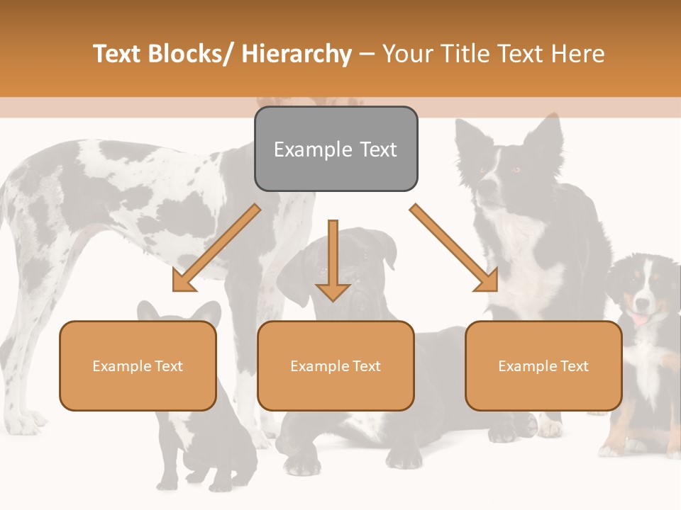 Group Of Dogs In Front Of A White Background PowerPoint Template