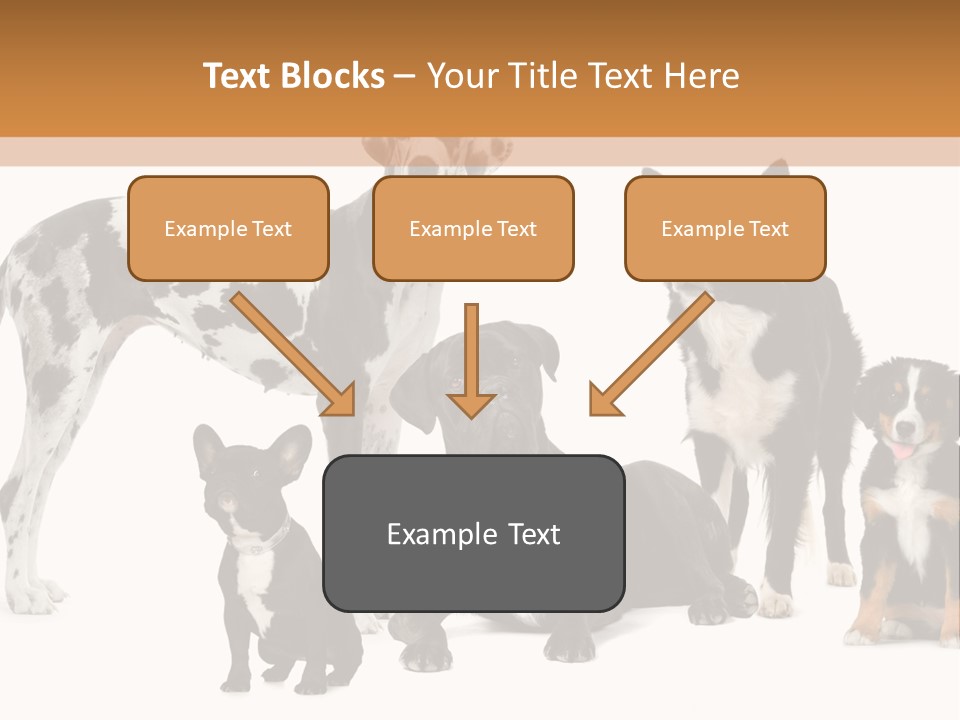 Group Of Dogs In Front Of A White Background PowerPoint Template