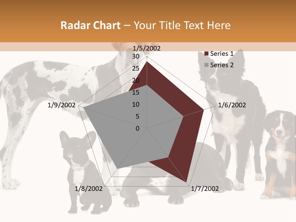 Group Of Dogs In Front Of A White Background PowerPoint Template