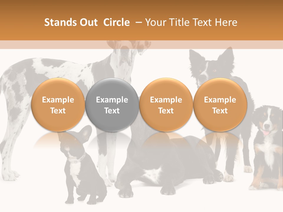 Group Of Dogs In Front Of A White Background PowerPoint Template