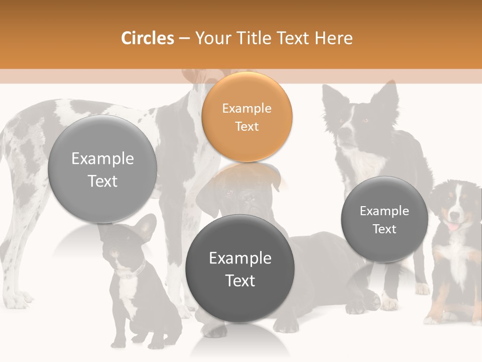 Group Of Dogs In Front Of A White Background PowerPoint Template