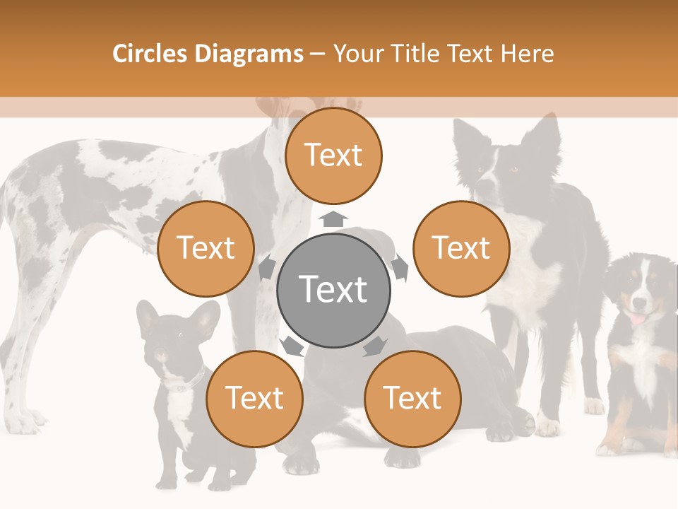 Group Of Dogs In Front Of A White Background PowerPoint Template